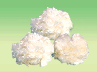 �����w�S��